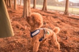 A small, curly-haired dog wearing a blue harness stands attentively on a forest floor covered with soft brown pine needles. The scene is backlit by warm sunlight filtering through the trees, creating a serene and natural ambiance.