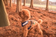A small, curly-haired dog wearing a blue harness stands attentively on a forest floor covered with soft brown pine needles. The scene is backlit by warm sunlight filtering through the trees, creating a serene and natural ambiance.