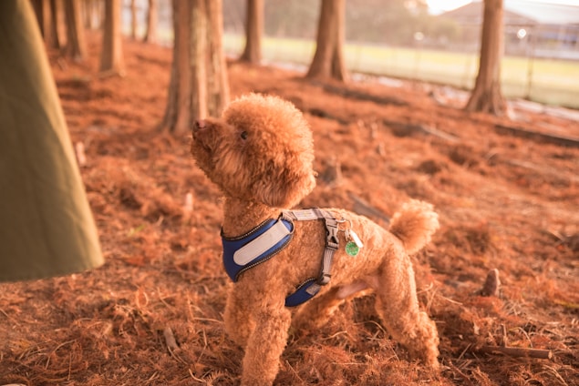 A small, curly-haired dog wearing a blue harness stands attentively on a forest floor covered with soft brown pine needles. The scene is backlit by warm sunlight filtering through the trees, creating a serene and natural ambiance.