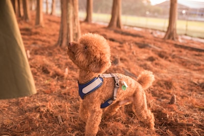 A small, curly-haired dog wearing a blue harness stands attentively on a forest floor covered with soft brown pine needles. The scene is backlit by warm sunlight filtering through the trees, creating a serene and natural ambiance.
