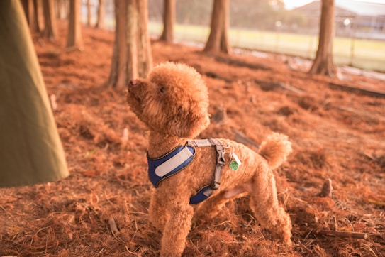 A small, curly-haired dog wearing a blue harness stands attentively on a forest floor covered with soft brown pine needles. The scene is backlit by warm sunlight filtering through the trees, creating a serene and natural ambiance.