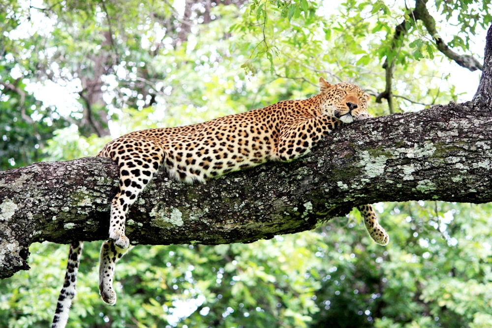 Brauner und grauer Gepard