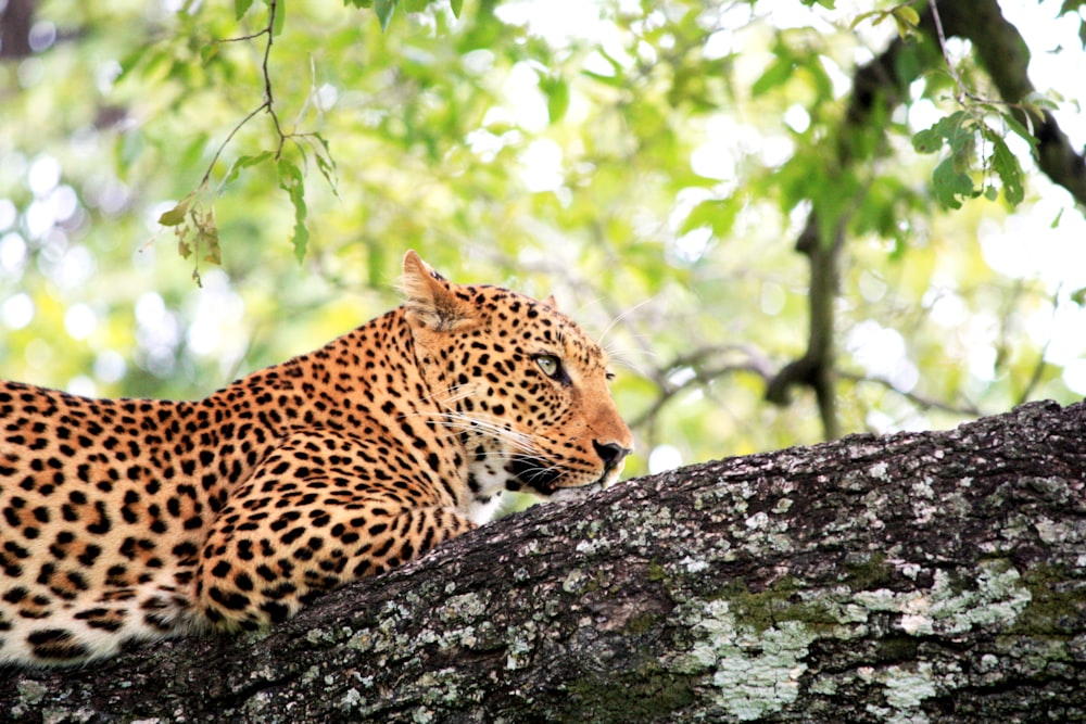 leopard on tree trunk