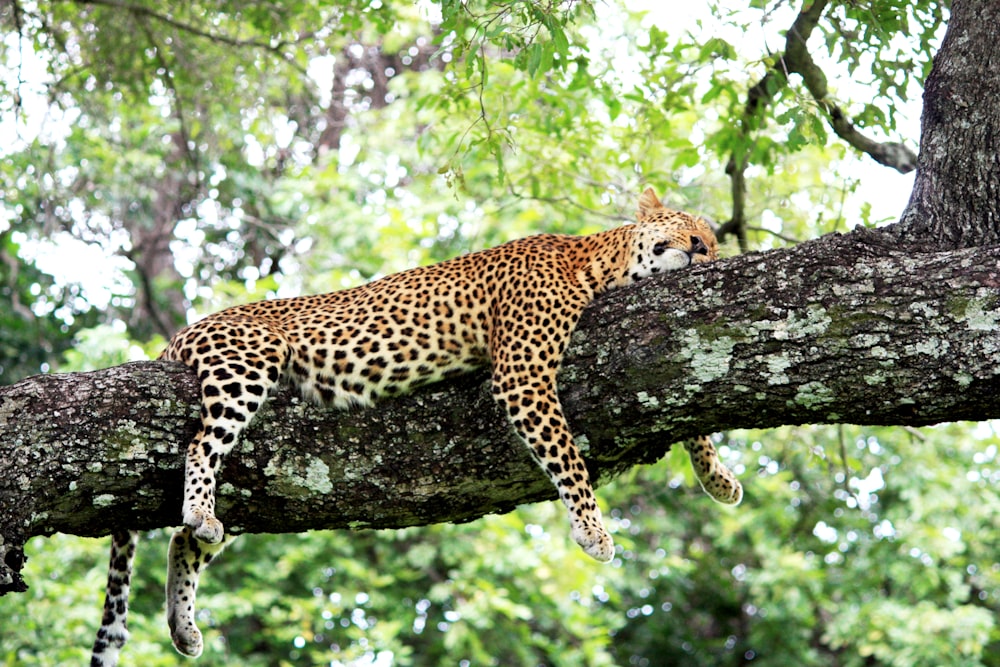 leopard resting on a tree branch