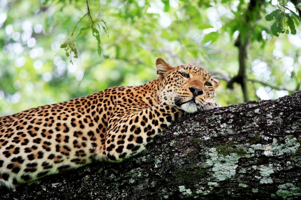 Selektive Fokusfotografie des braunen Leoparden