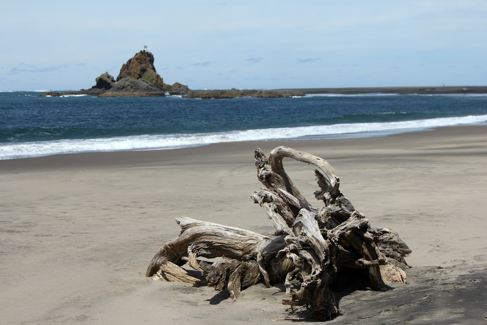 driftwood along seashore during daytime