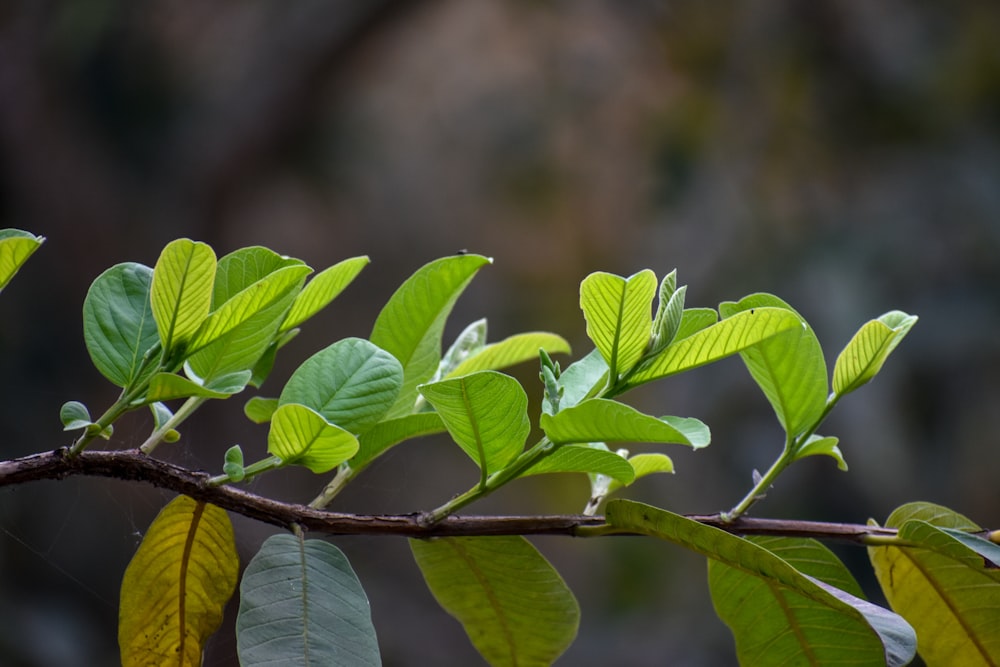 Fotografia a fuoco selettivo di foglie di alberi verdi