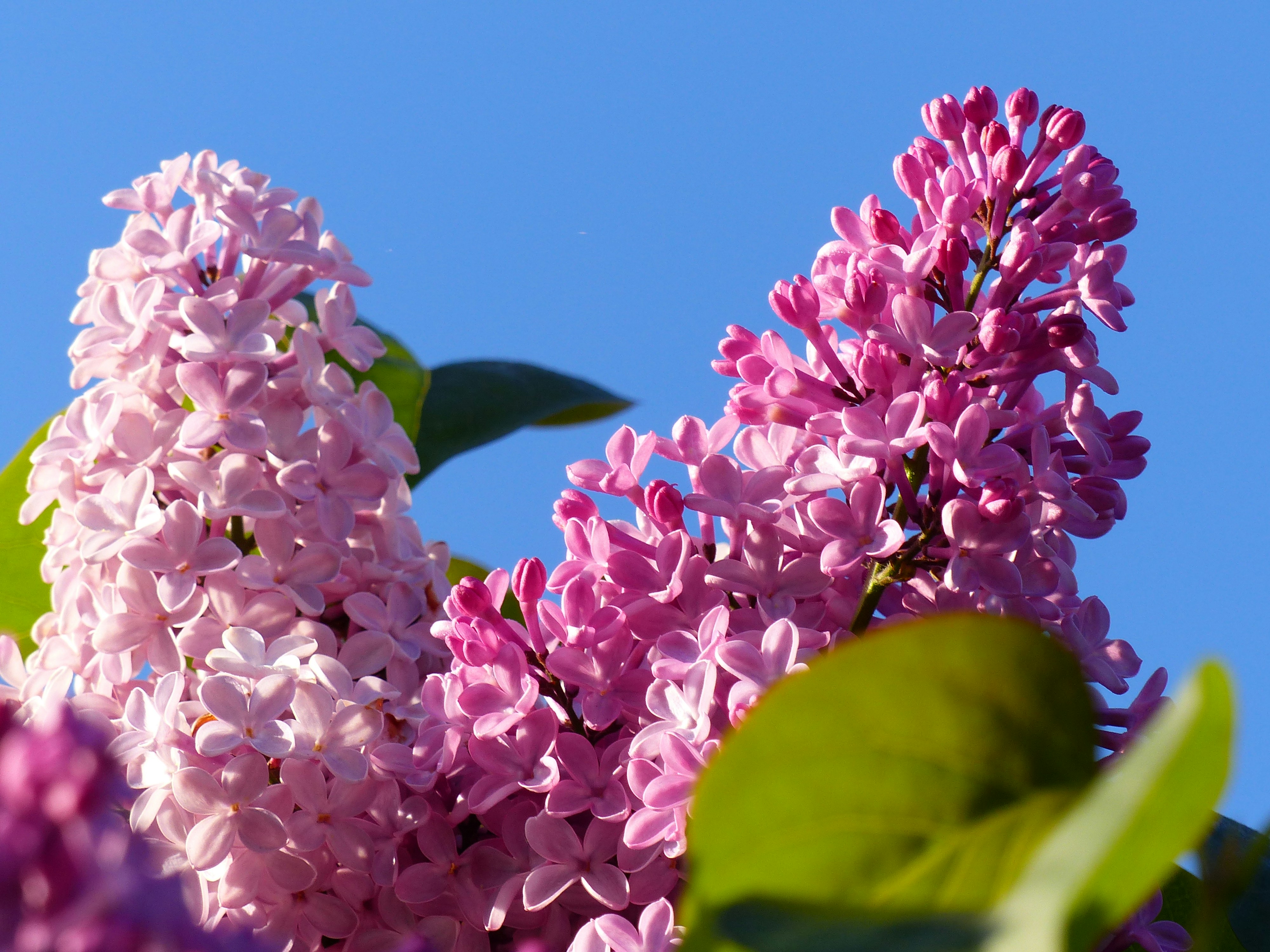 bunch of purple-petaled flowers