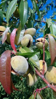 Harvesting peaches during the peak season.