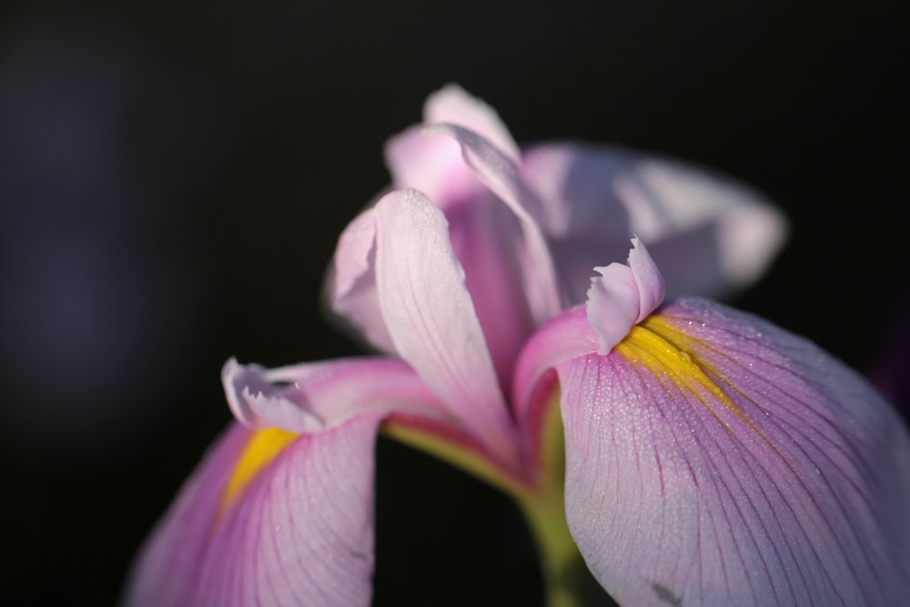 fotografia de foco seletivo de flor de pétalas roxas