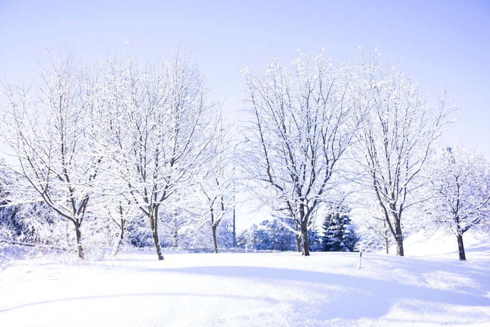 neve e campo coberto de árvores nuas