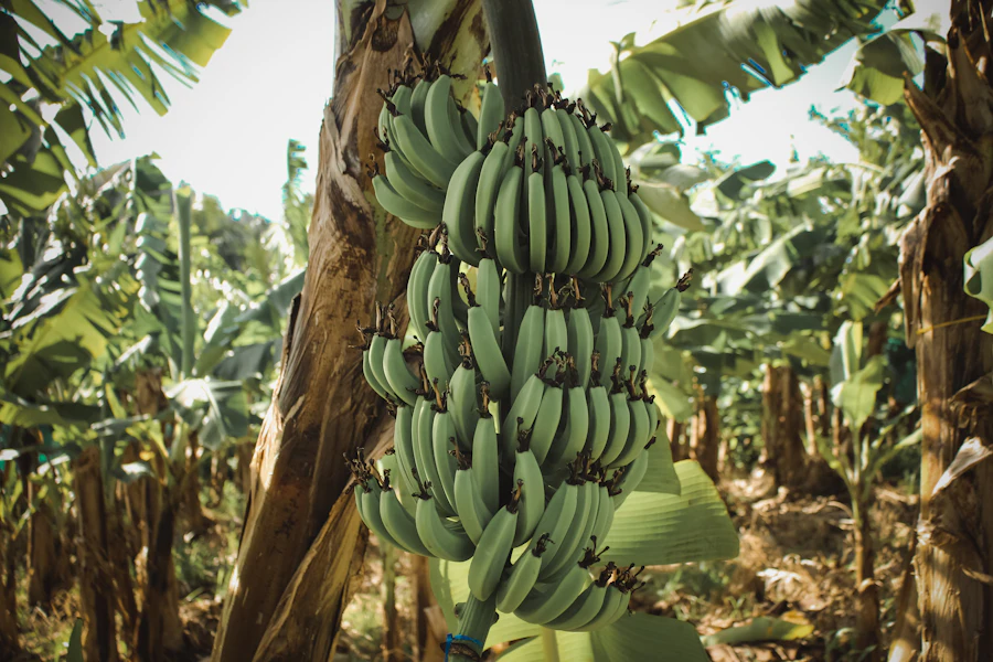 Banana bunch hanging in the plantation