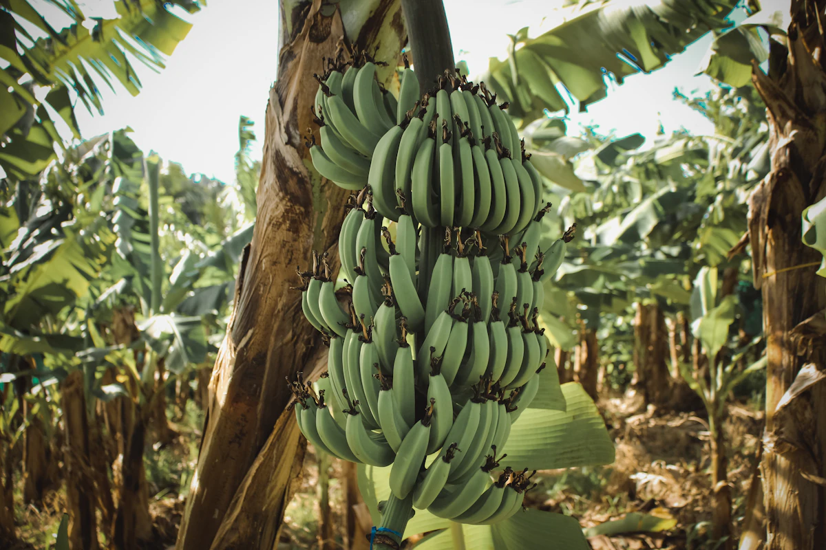 Banana bunch growing on a Davao plantation