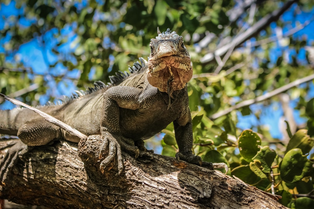 green iguana