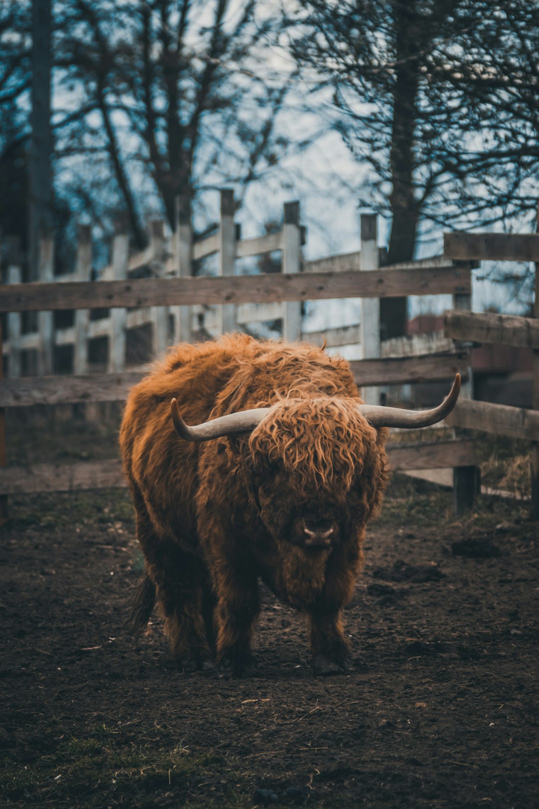 brown animal standing on brown field