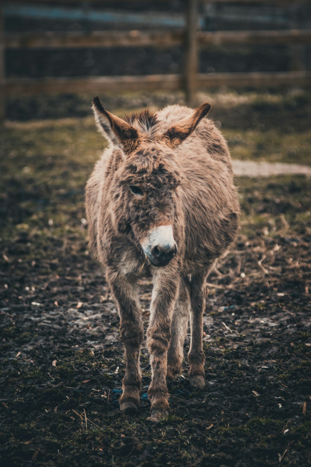 brown coated donkey