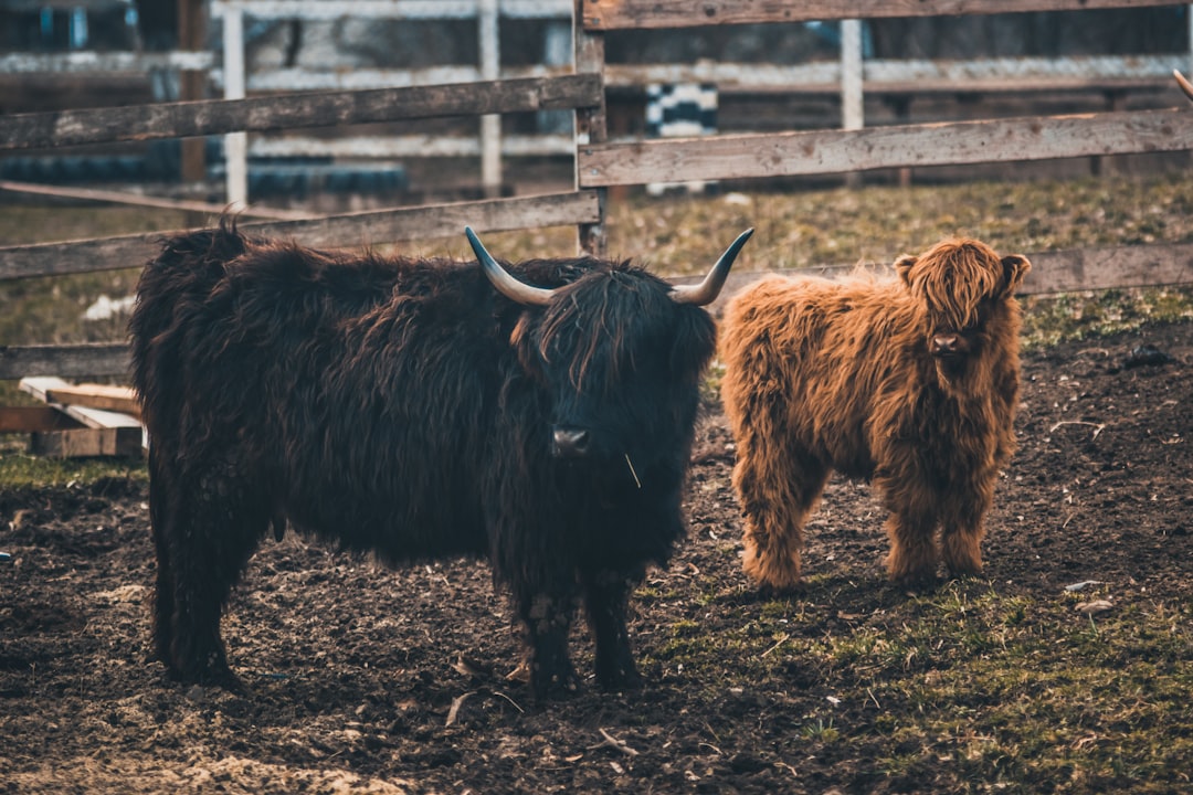 black and brown yak