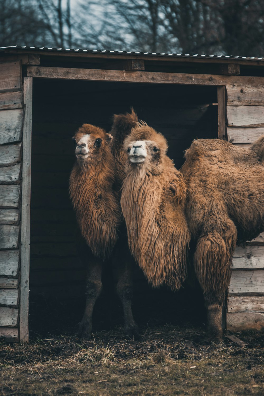 dos camellos bactrianos cerca del cobertizo