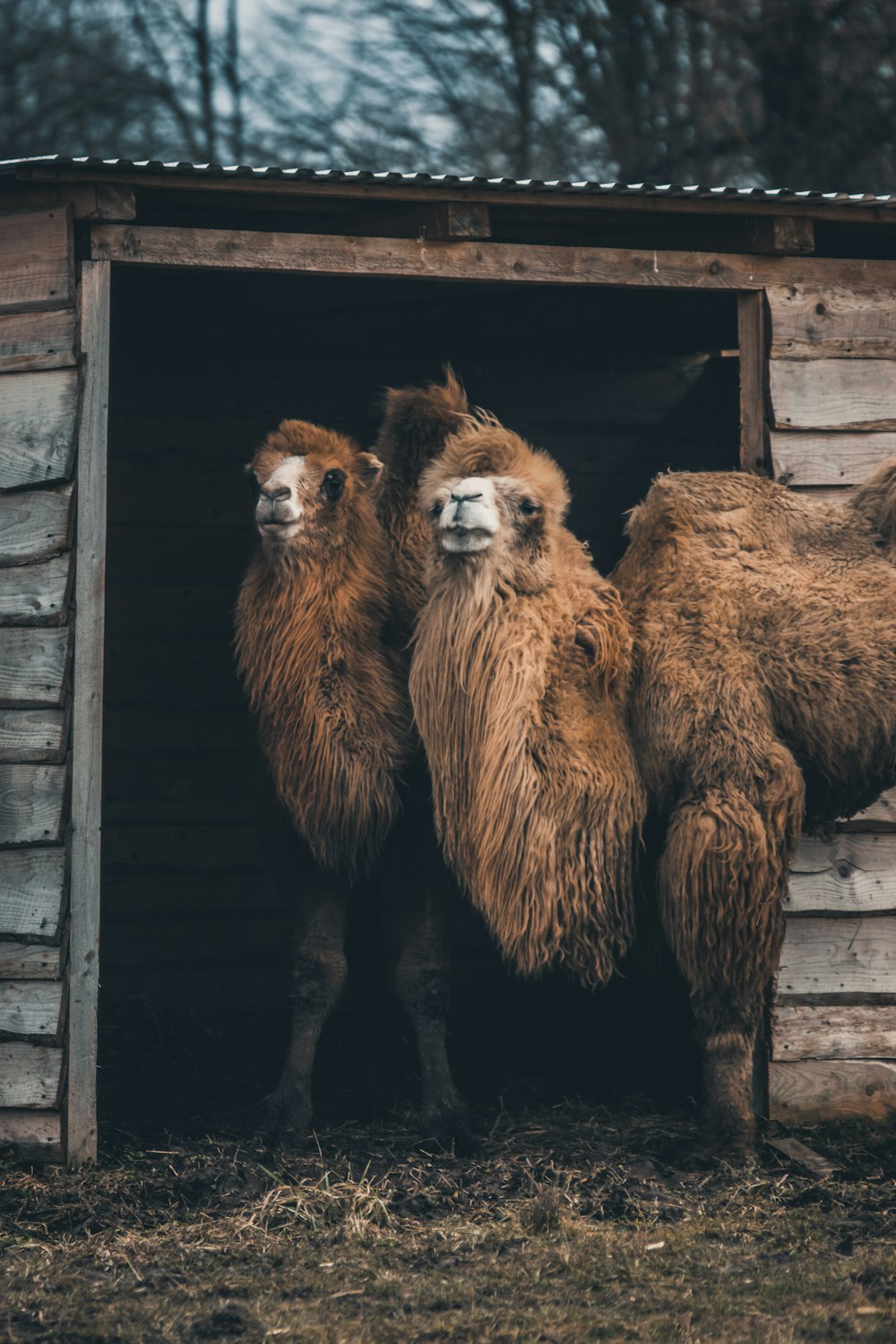 two Bactrian camel near shed