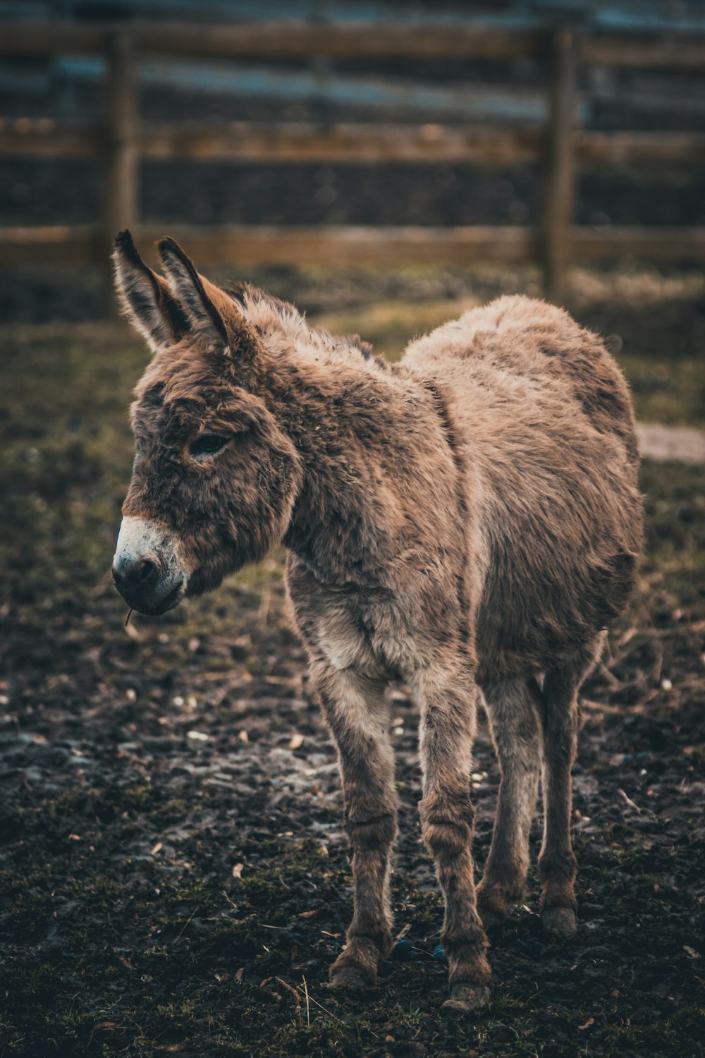 a small brown donkey standing on top of a dirt field