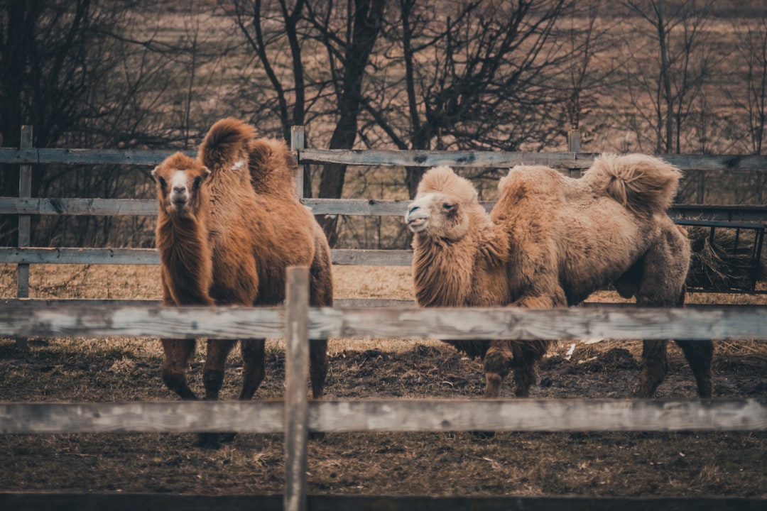 two brown camels