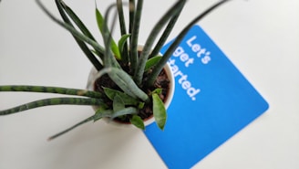 a potted plant sitting on top of a white table