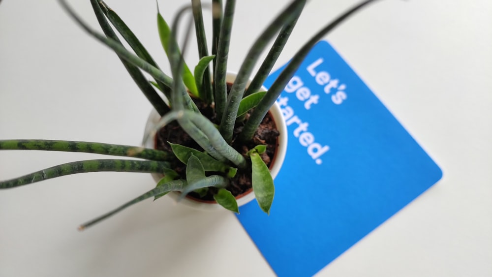 Una planta en maceta sentada encima de una mesa blanca