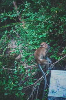 A monkey is perched on a network of branches, surrounded by lush green foliage in a natural setting. The environment appears dense with vibrant greenery, creating a wild, untamed atmosphere. A partially visible sign or information board is located in the lower right corner, suggesting a location in a nature reserve or park.
