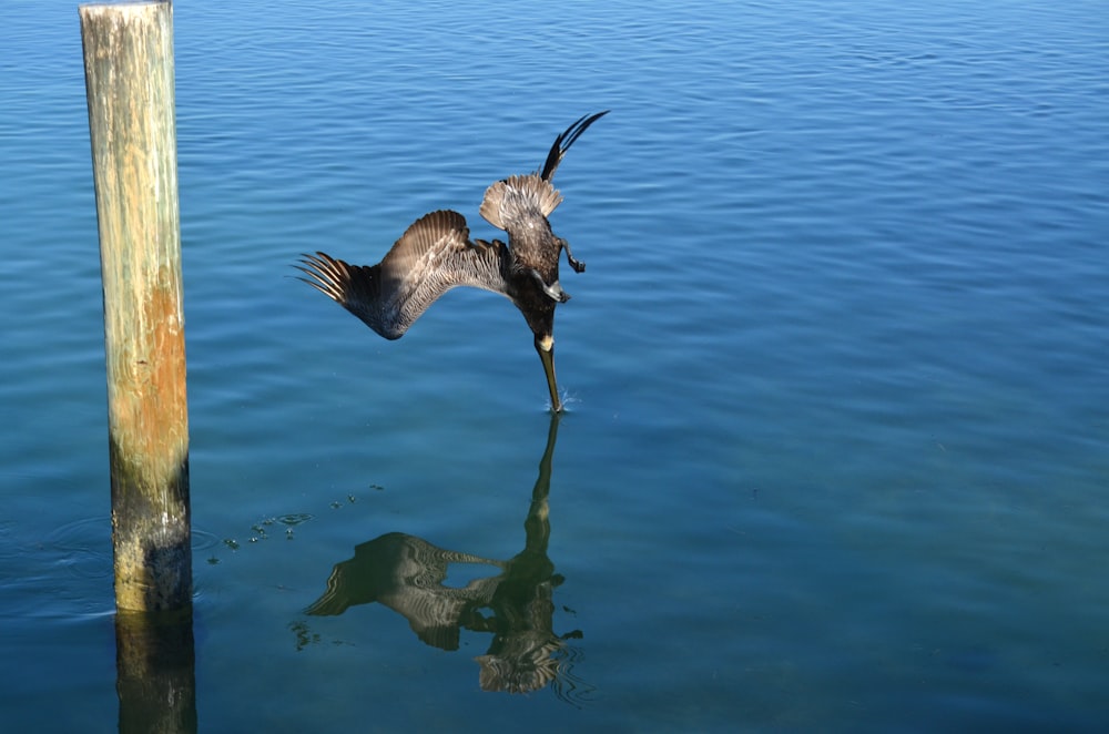 bird about to touch the calm body of water