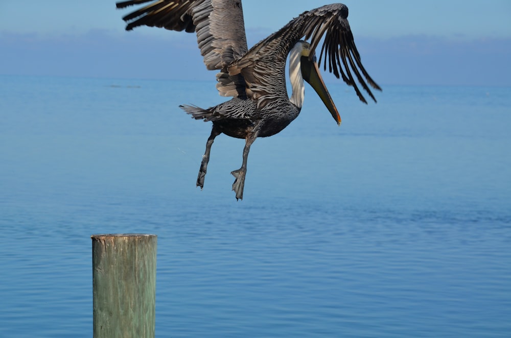 bird flying near the ocean