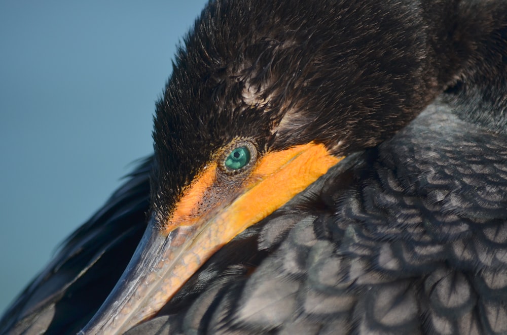 closeup photo of black bird