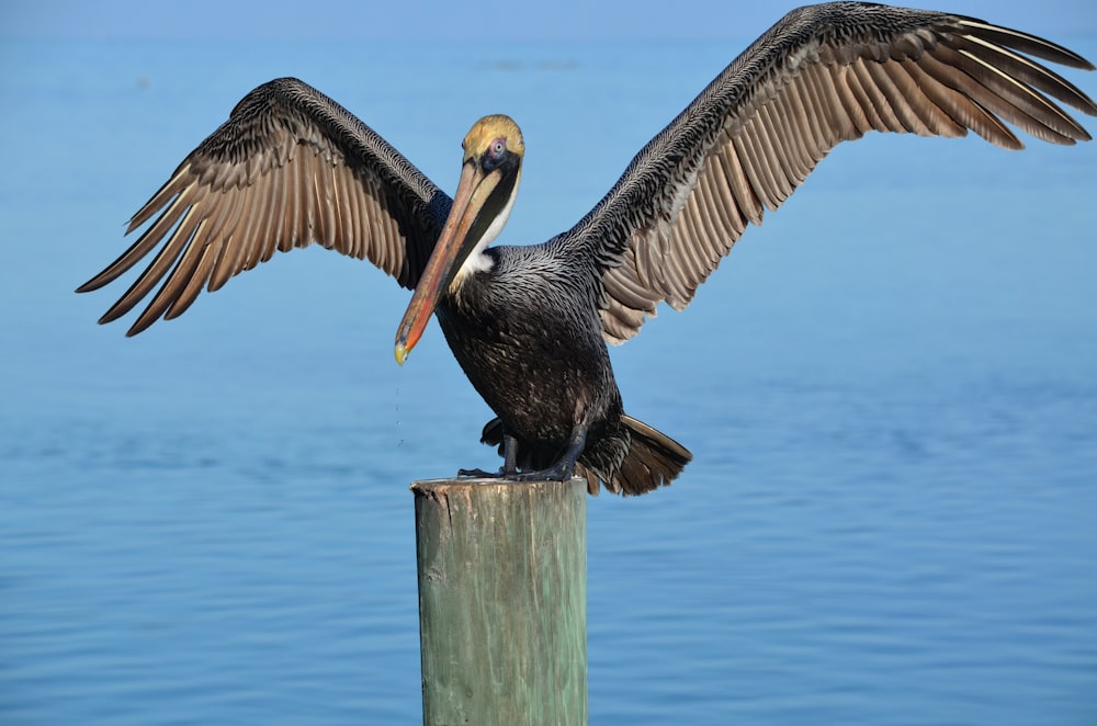 black and brown bird on brown wooden stick