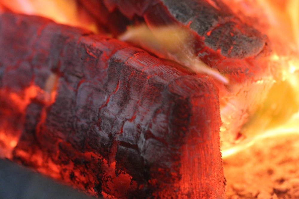 macrophotography of red fire