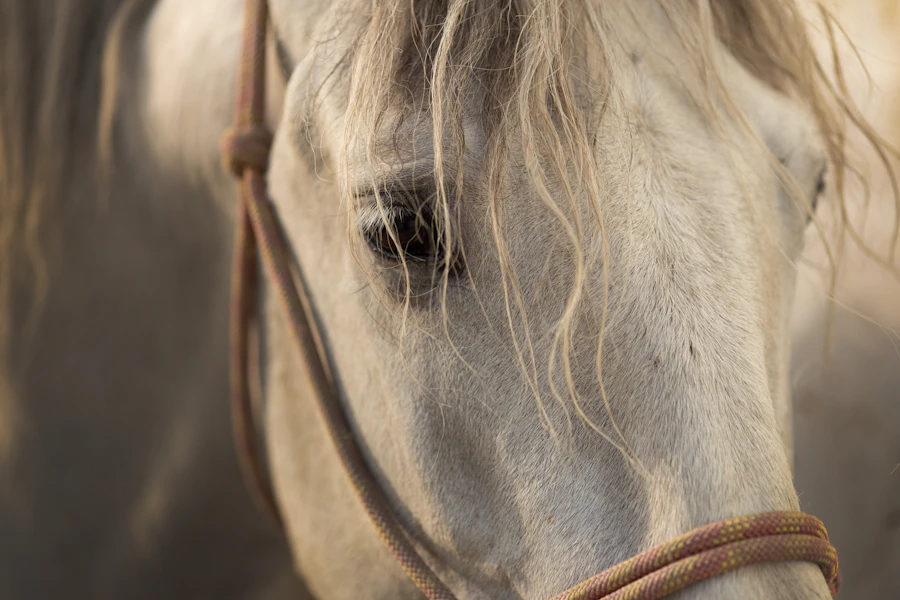 Grey horse portrait, one of the Chasing Dreams Equestrian jumper horses