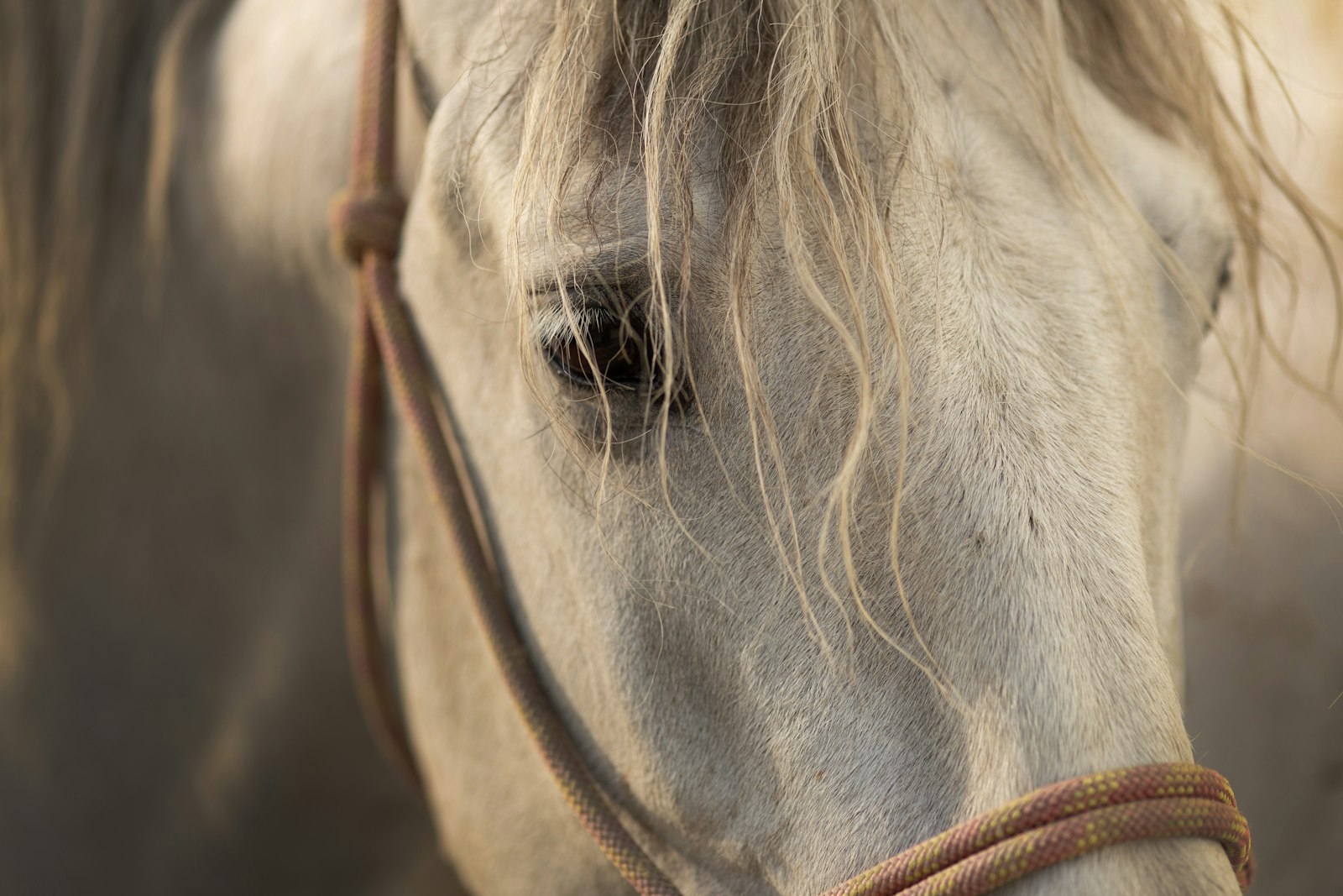 Canon EOS 6D + ZEISS Makro-Planar T* 100mm F2 sample photo. White horse photography