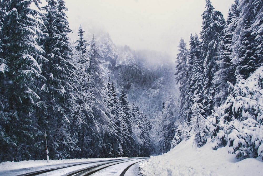 pine trees covered by snow