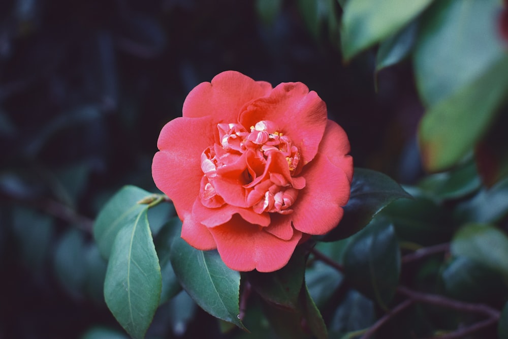 red flowers