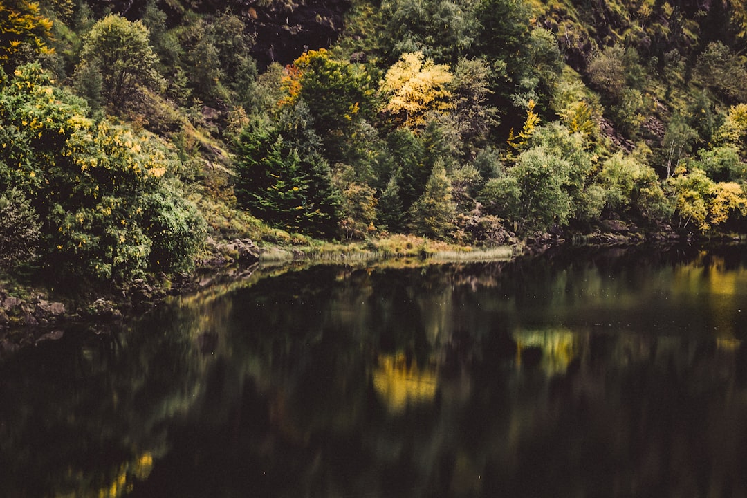 body of water near green trees