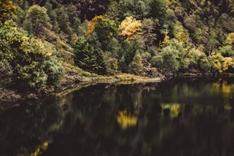 A serene forested landscape with lush greenery reflected in a calm, dark body of water. The trees exhibit a mix of rich green and hints of yellow, indicating a transition into autumn. The natural setting is undisturbed and tranquil, conveying a sense of peace.