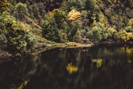 A serene forested landscape with lush greenery reflected in a calm, dark body of water. The trees exhibit a mix of rich green and hints of yellow, indicating a transition into autumn. The natural setting is undisturbed and tranquil, conveying a sense of peace.