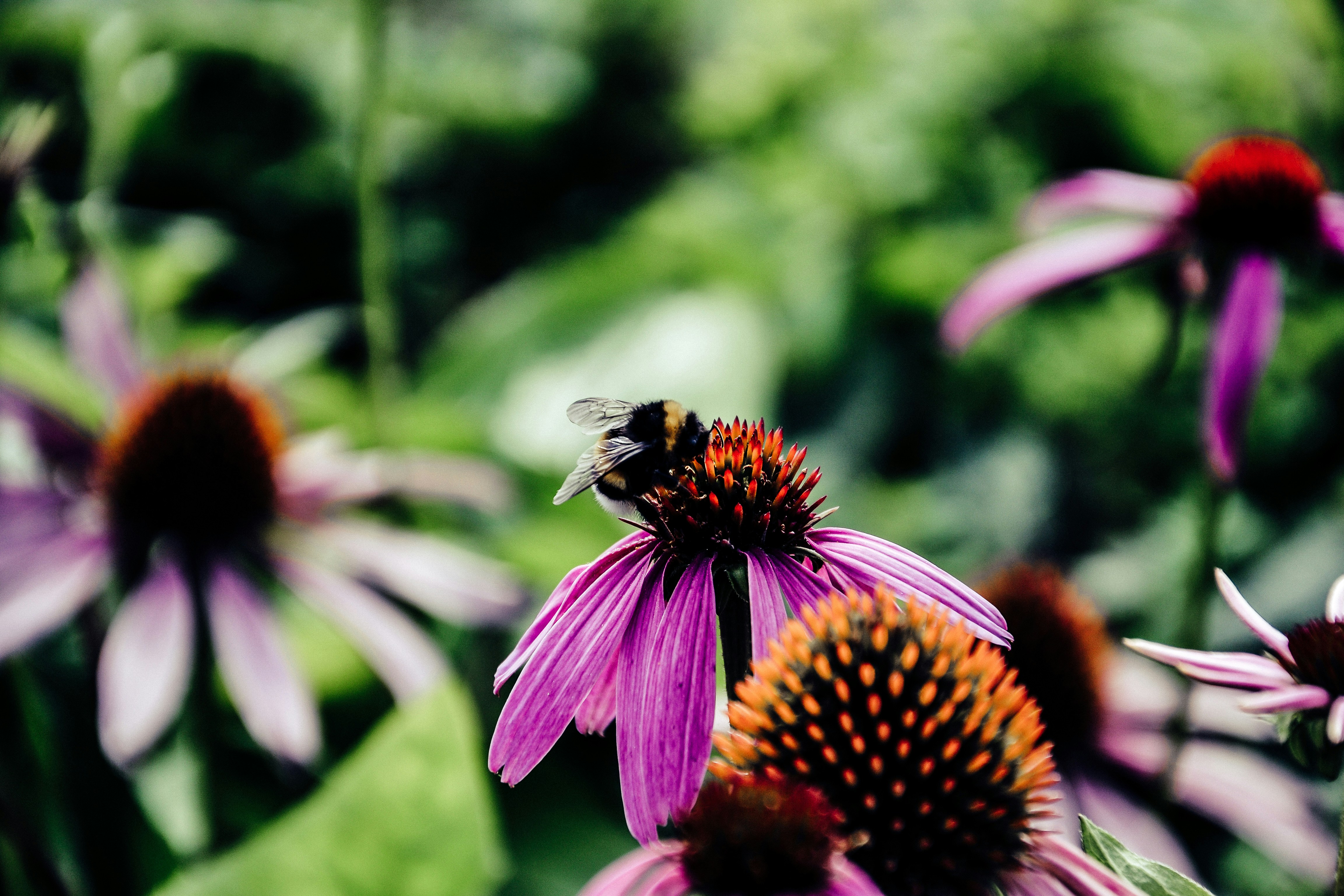 Photo by melimascella_