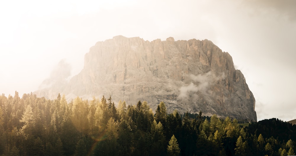 trees and rock mountain at the distance during day