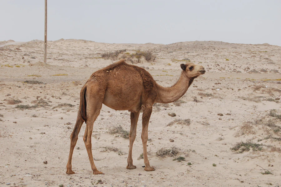محمية المها العربي