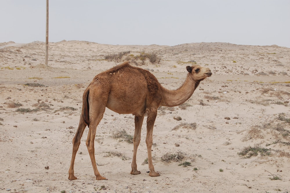 brown camel standing
