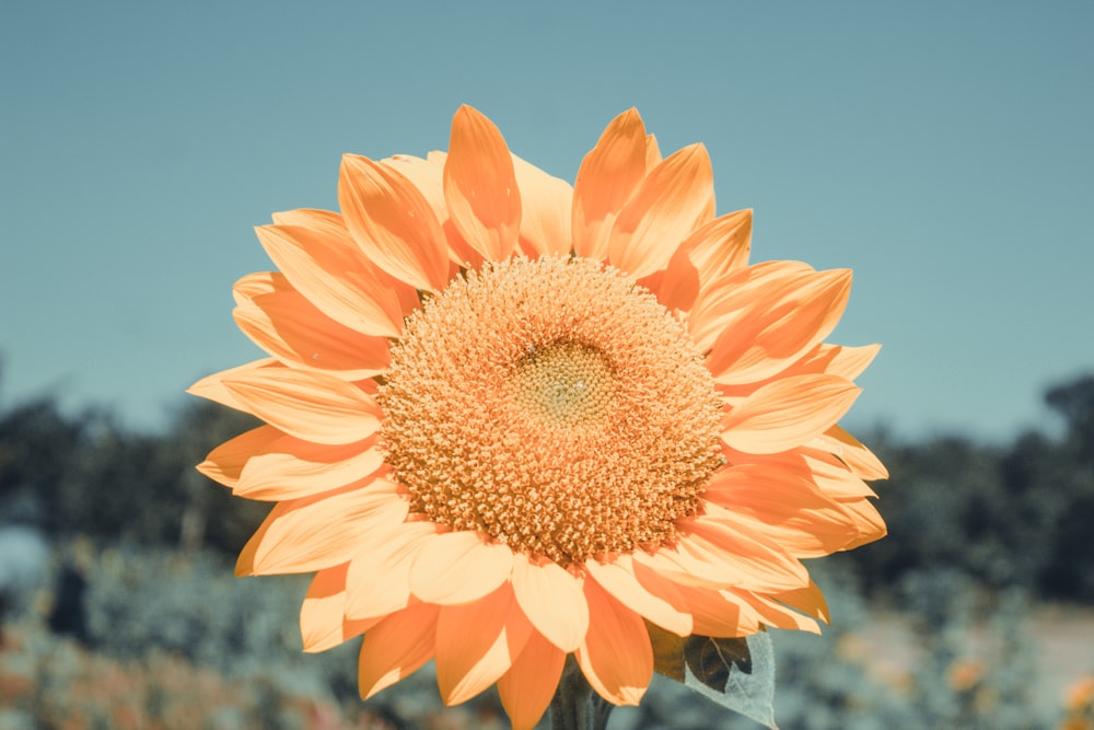 Fotografia a fuoco selettiva del girasole giallo