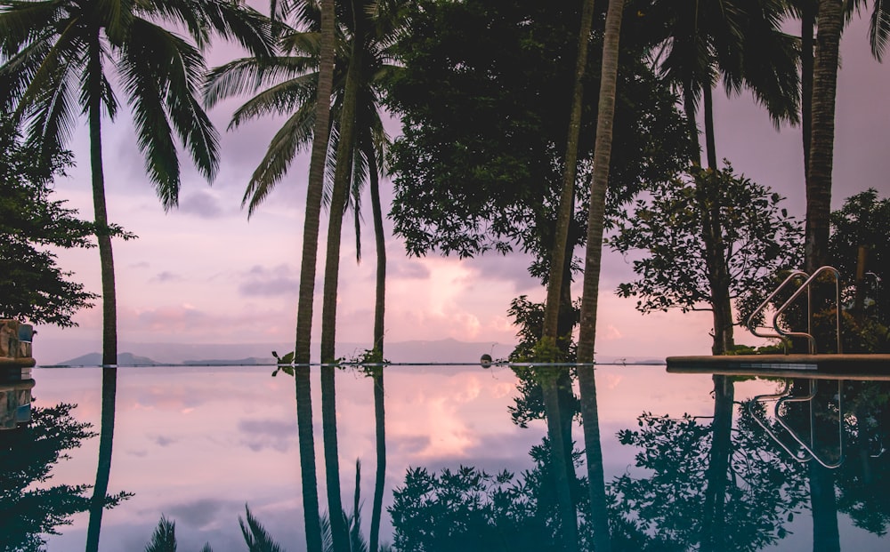 infinity pool surrounded by palm trees