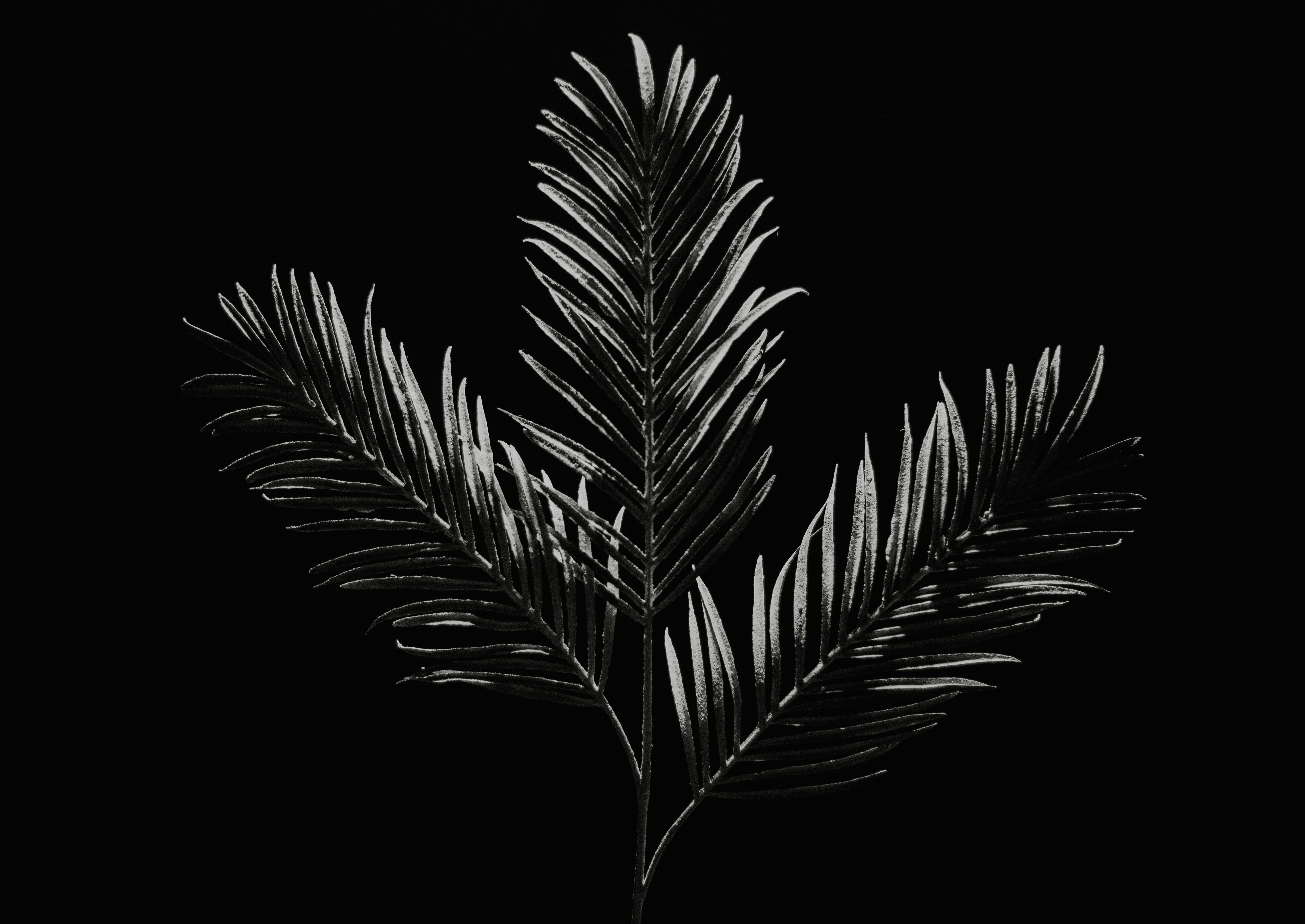 grayscale photo of palm tree