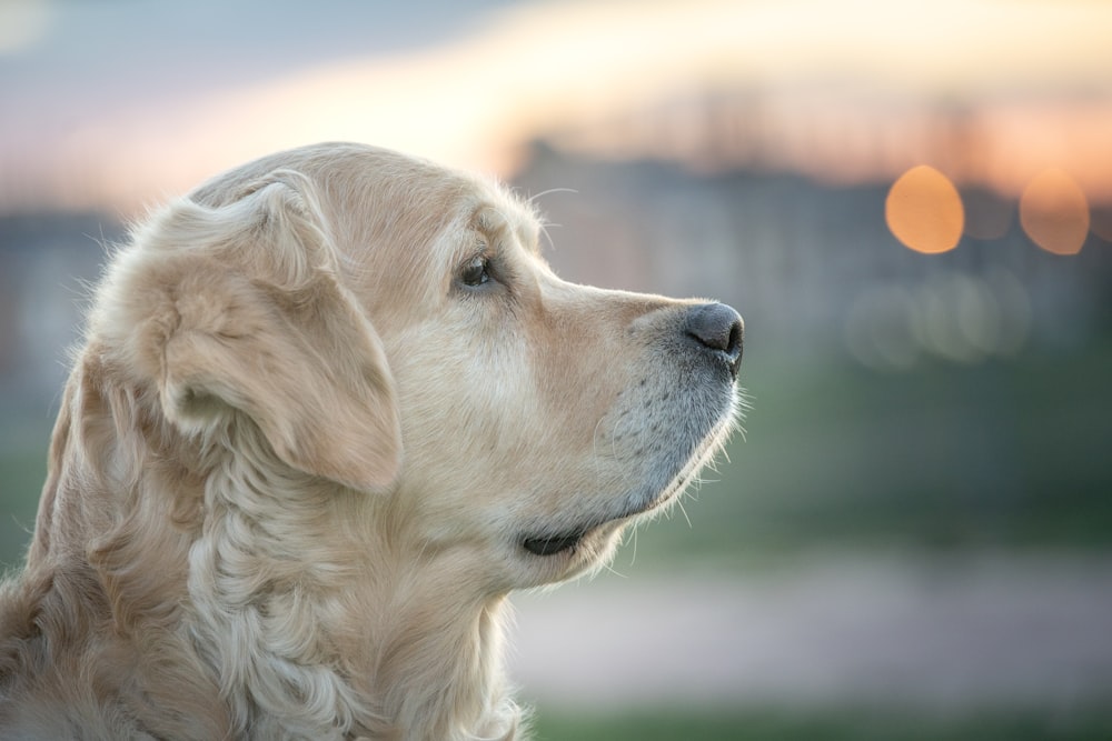 selective focus photo of adult gold Golden Retriever