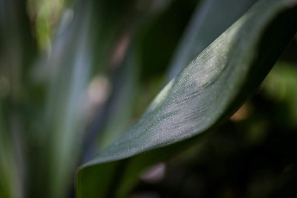 green leaf plant in close up photography