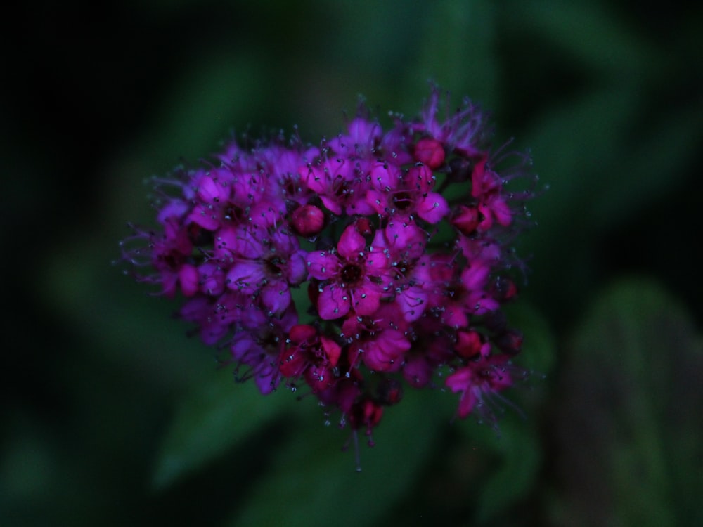 bunch of purple-petaled flower